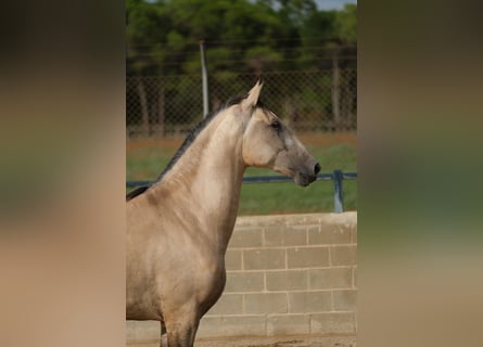 PRE Mix, Hengst, 2 Jahre, 167 cm, Falbe