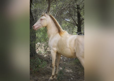 PRE, Hengst, 2 Jahre, 167 cm, Perlino