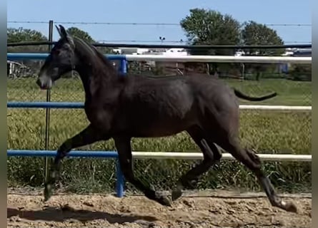 PRE, Hengst, 2 Jahre, 167 cm, Schimmel