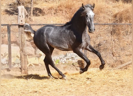 PRE, Hengst, 2 Jahre, 169 cm, Schimmel