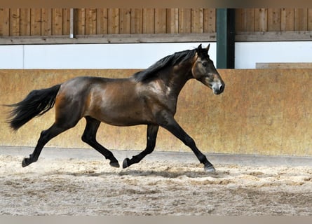 PRE, Hengst, 2 Jahre, 170 cm, Brauner