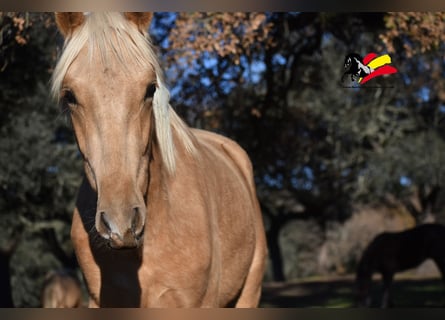 PRE, Hengst, 2 Jahre, 170 cm, Palomino