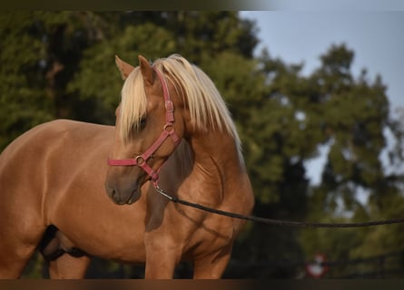 PRE, Hengst, 2 Jahre, 170 cm, Palomino