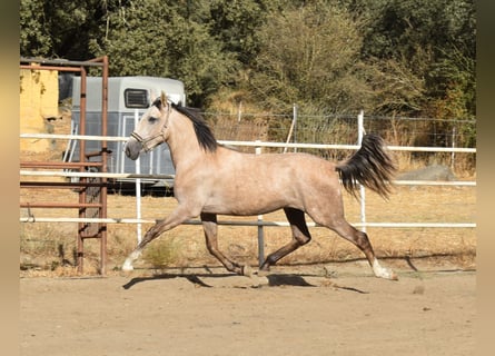 PRE, Hengst, 2 Jahre, 170 cm, Schimmel