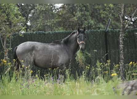 PRE Mix, Hengst, 2 Jahre, 174 cm, Schimmel
