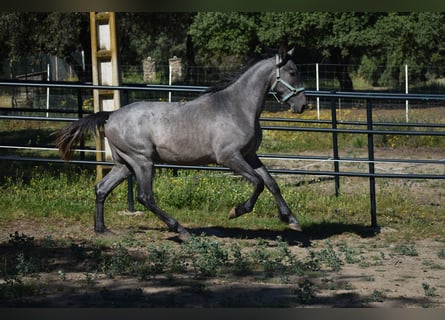 PRE, Hengst, 2 Jahre, 174 cm, Schimmel