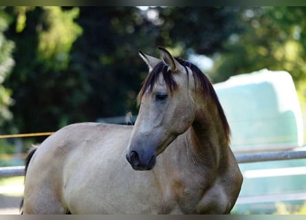 PRE, Hengst, 2 Jahre, Falbe