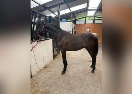 PRE, Hengst, 2 Jahre, Rappe