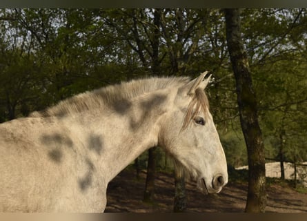 PRE, Hengst, 2 Jahre, Schimmel