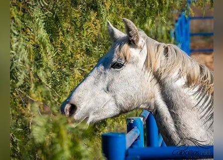 PRE, Hengst, 2 Jahre, Schimmel