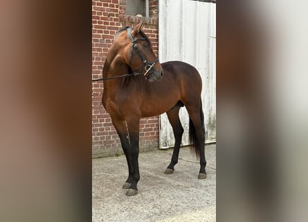 PRE, Hengst, 3 Jaar, 150 cm, Bruin