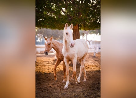 PRE Mix, Hengst, 3 Jaar, 151 cm, Palomino