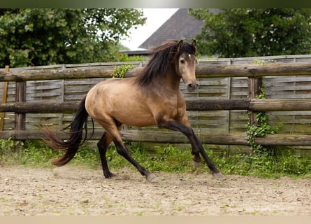 PRE, Hengst, 3 Jaar, 154 cm, Falbe