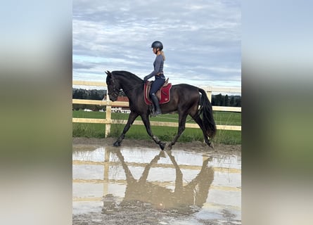 PRE, Hengst, 3 Jaar, 154 cm, Zwart