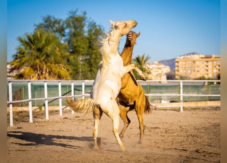 PRE Mix, Hengst, 3 Jaar, 156 cm, Palomino