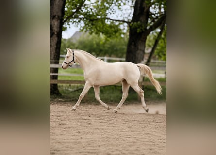 PRE Mix, Hengst, 3 Jaar, 156 cm, Perlino