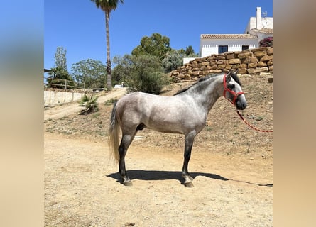 PRE Mix, Hengst, 3 Jaar, 156 cm, Schimmel