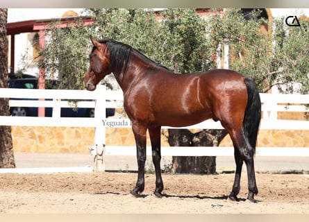 PRE Mix, Hengst, 3 Jaar, 157 cm, Bruin