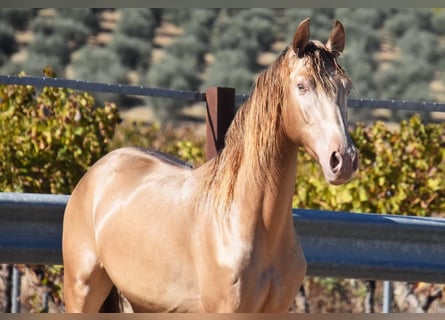 PRE, Hengst, 3 Jaar, 157 cm, Pearl