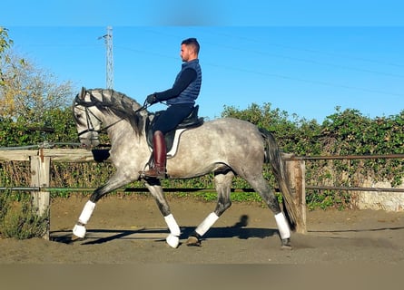 PRE Mix, Hengst, 3 Jaar, 157 cm, Schimmel
