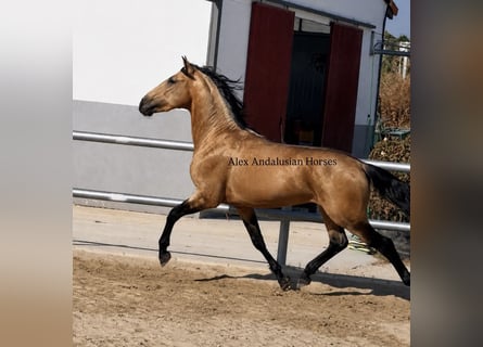PRE Mix, Hengst, 3 Jaar, 158 cm, Buckskin