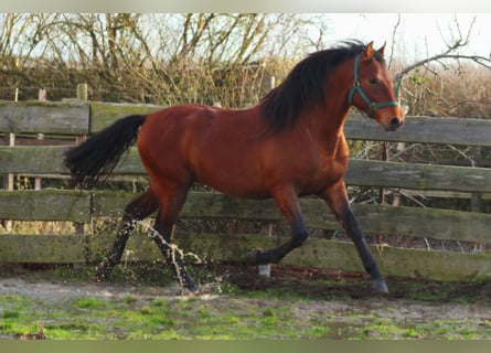 PRE Mix, Hengst, 3 Jaar, 158 cm, Lichtbruin