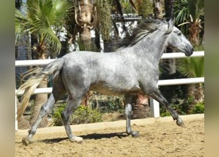 PRE Mix, Hengst, 3 Jaar, 158 cm, Schimmel