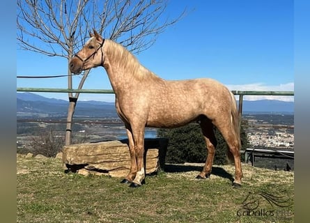 PRE, Hengst, 3 Jaar, 159 cm, Palomino