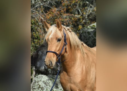 PRE, Hengst, 3 Jaar, 159 cm, Palomino