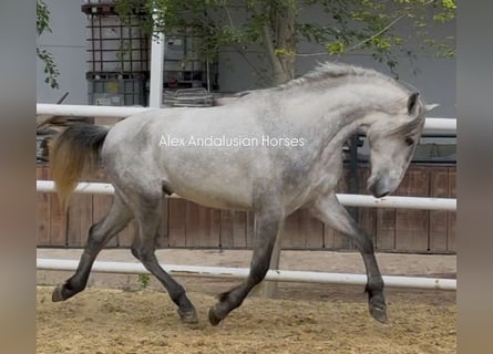 PRE Mix, Hengst, 3 Jaar, 159 cm, Schimmel