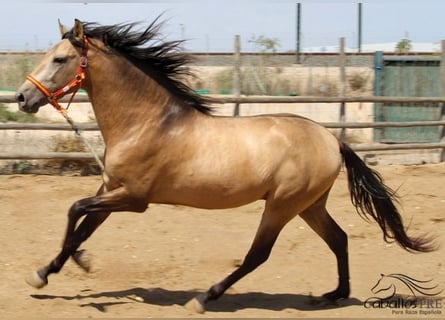 PRE, Hengst, 3 Jaar, 160 cm, Buckskin