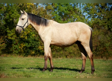 PRE, Hengst, 3 Jaar, 160 cm, Falbe