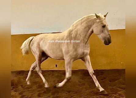 PRE Mix, Hengst, 3 Jaar, 160 cm, Palomino