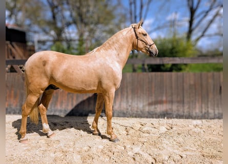 PRE Mix, Hengst, 3 Jaar, 160 cm, Palomino
