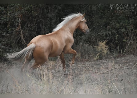 PRE, Hengst, 3 Jaar, 160 cm, Palomino