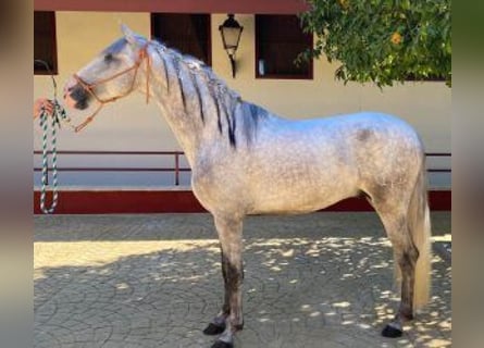 PRE Mix, Hengst, 3 Jaar, 160 cm, Schimmel