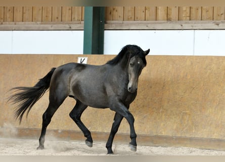PRE, Hengst, 3 Jaar, 160 cm, Schimmel