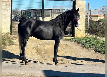 PRE Mix, Hengst, 3 Jaar, 161 cm, Appelschimmel