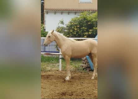 PRE, Hengst, 3 Jaar, 161 cm, Palomino