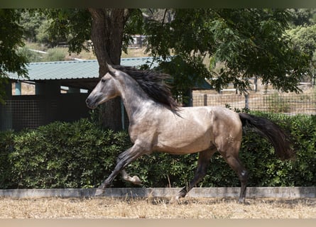 PRE Mix, Hengst, 3 Jaar, 161 cm, Schimmel