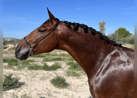 PRE, Hengst, 3 Jaar, 162 cm, Bruin