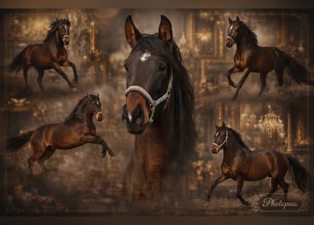 PRE Mix, Hengst, 3 Jaar, 162 cm, Bruin