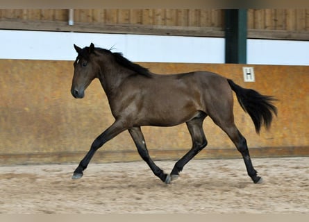 PRE, Hengst, 3 Jaar, 162 cm, Bruin