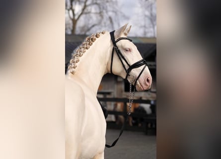 PRE Mix, Hengst, 3 Jaar, 162 cm, Perlino