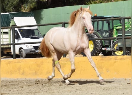 PRE, Hengst, 3 Jaar, 162 cm, Perlino