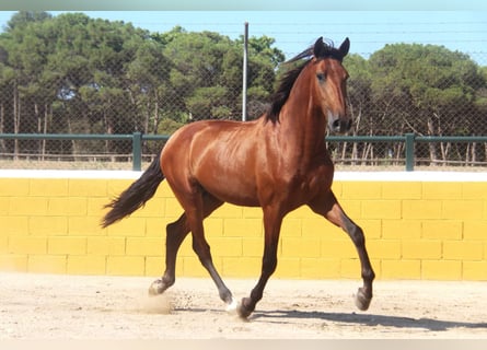 PRE Mix, Hengst, 3 Jaar, 162 cm, Roodbruin