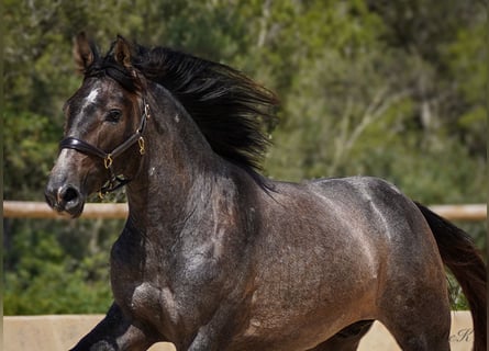 PRE, Hengst, 3 Jahre, 162 cm, Schimmel