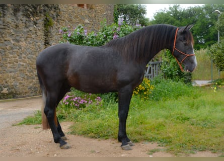 PRE Mix, Hengst, 3 Jaar, 162 cm, Schimmel