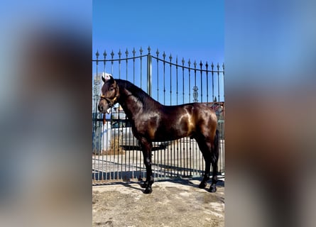 PRE Mix, Hengst, 3 Jaar, 162 cm, Vos