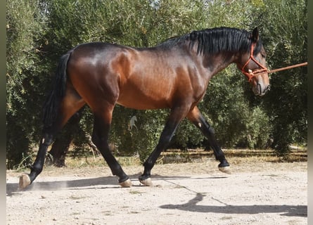 PRE, Hengst, 3 Jaar, 163 cm